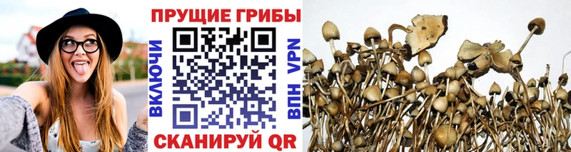 Галлюциногенные грибы Psilocybe  blacksprut ONION  Гай 
